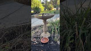 Quenda Bandicoot Newholland Honeyeaters Djity Djity Willy wagtail Bronzewing Pigeons [upl. by Hsotnas839]