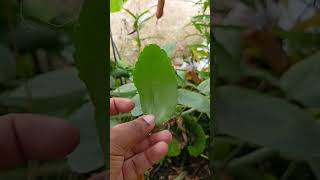 ☘️Five Plants grow easily by single leaf🌿 leafplants leaf grow plantation youtubeshorts shorts [upl. by Willis]