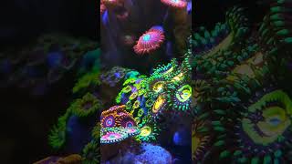 reefcoral reeftank zoanthids zoas [upl. by Asilehs]