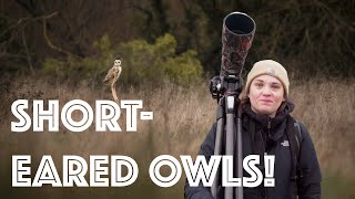 SHORT EARED OWLS And a 2024 GOAL or should we say GOWL and some bloopers [upl. by Rutra451]