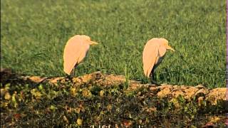 Cattle Egret Bubulcus ibis [upl. by Ruenhcs736]