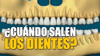 Erupción Dentaria  Cuándo y cómo salen los dientes [upl. by Yaja]