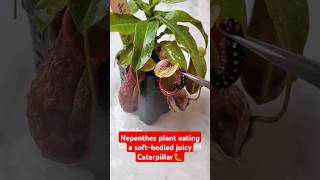 Feeding my Nepenthes a juicy Caterpillar🐛 on a rainy day 🌧 pitcherplant nepenthesplant nepenthes [upl. by Aneehsram864]