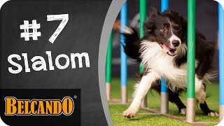 BELCANDO  Agility  Vom Junghund zum Sporthund 7 Slalom [upl. by Hut]