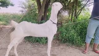 Mashaallah beautiful bakri for sale contact nambar 9619648906 [upl. by Nohtanoj924]