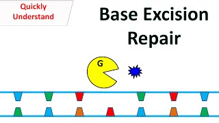 Base excision repair [upl. by Glyn]