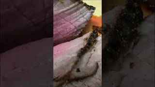 Quick and easy Roast Beef in air fryer short airfryer easyrecipes [upl. by Rasure]