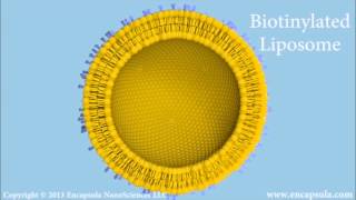 Immunoliposomes How to conjugate antibodies to liposomes [upl. by Aliekat]