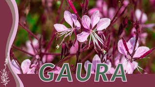 A Simple Guide to Growing GAURA Oenothera lindheimeri quotWandflowerquot quotIndianfeatherquot 🌸🏡🐝 [upl. by Eizus944]