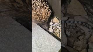 Hedgehog coming in my garden [upl. by Newman]