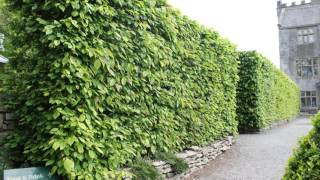 A focus on Hornbeam hedging All you need to know about Carpinus betulus [upl. by Minetta991]