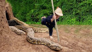 Dwarf family harvesting cassava encountered a giant python molting  Dwarf survival skills [upl. by Runstadler]