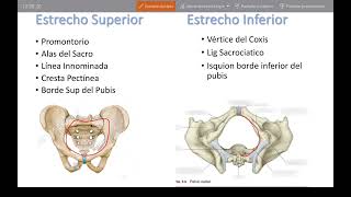 Pelvis Mayor y Menor [upl. by Yllier]