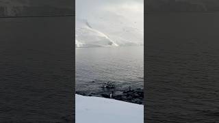 Macaroni penguin in Antarctica 🇦🇶 [upl. by Assiran]