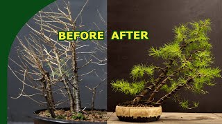 Rebuilding a Larix Bonsai Forest [upl. by Etiuqram963]