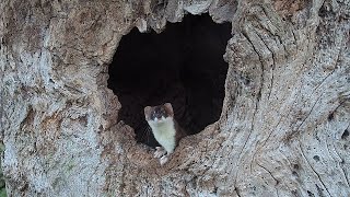 Stoats Climbing Like Ninjas  Discover Wildlife  Robert E Fuller [upl. by Ettelohcin78]