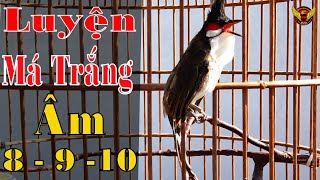 Luyện giọng chào mào hót hay âm 8910  chào mào Sông Kôn chào mào kích trống căng lửa chao mao [upl. by Eyllib106]