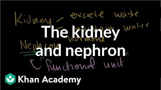 The kidney and nephron  Renal system physiology  NCLEXRN  Khan Academy [upl. by Linet]