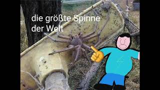 die größte Spinne der Welt [upl. by Koerlin]