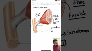 Structure of skeletal muscle  Locomotion and Movement neet biology ncert cuet cbse [upl. by Ormand]