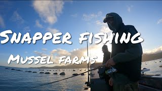 Snapper Fishing Mussel farms Firth Of Thames Coromandel [upl. by Sweeney755]