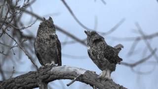 Hooting Great Horned Owls after dusk [upl. by Aserat463]