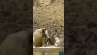 Crocodile vs wildebeest shortvideo [upl. by Oijimer]