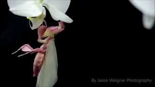 Orchid Mantis Hymenopus coronatus molting in timelapse [upl. by Heriberto]