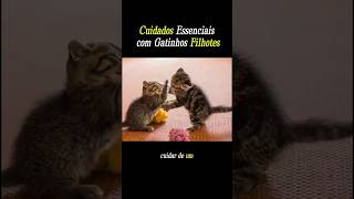 Cuidados Essenciais com Gatinhos Filhotes [upl. by Helli]