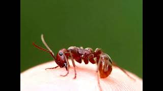 Red Amazon Ant Biting My Finger [upl. by Niak]