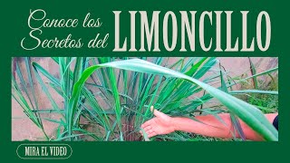 ¡Para qué es buena la limonaria o limoncillo Plantas [upl. by Anaitsirhc665]