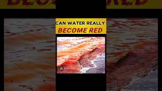 red tide sea  red tide explained red tide meaning trending facts viral shorts nature [upl. by Ursala925]