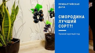 Смородина Сорт quotТибенquot Покупка [upl. by Anola]