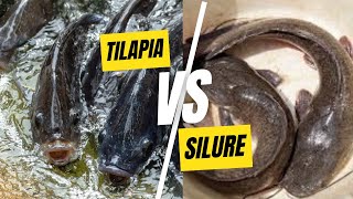 Tilapia vs Silure  Quel Poisson Choisir en Pisciculture [upl. by Aelahs415]