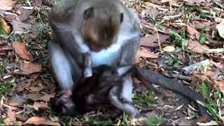 Monkey mother tries to beat h er baby [upl. by Madlen478]