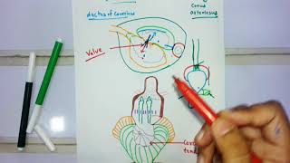 Heart Structure Of Scoliodon [upl. by Yetnruoc302]