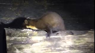 Pine Martens of Ardnamurchan [upl. by Smukler]