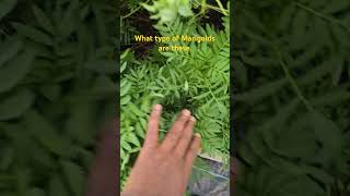 My Marigolds have no Blooms beautiful marigold flowers plants shortsvideo viralvideo [upl. by Eisaj]