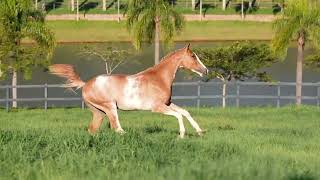 LOTE 07 HMP CARIBE [upl. by Hyacinth]