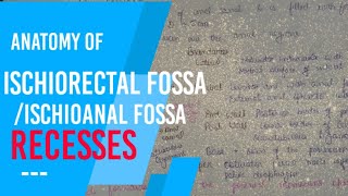 ISCHIORECTAL FOSSA  ischioanal fossa recesses [upl. by Mattah975]