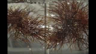 IV Seaweed Culture in New England Gracilaria Part 4 of 6 [upl. by Anirhtak25]