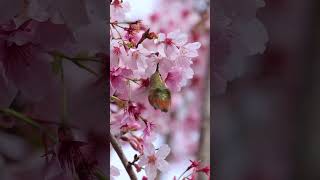 Graceful Hummingbirds Sipping Nectar from Vibrant Flowers [upl. by Einallem802]