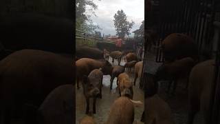 Kathmandu Trout amp wild view Resort Gokarneshworvideo [upl. by Idzik495]