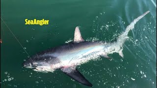 Huge uk🇬🇧 thresher shark boatfishinguk shark warriorboats [upl. by Irrok]