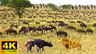 4K African Wildlife Aberdare National Park  Scenic Wildlife Film With Real Sounds [upl. by Ellerihs194]