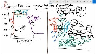 Conduction system of the Heart cardiac events [upl. by Ititrefen818]