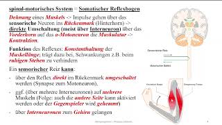 Nervensystem 16 Motorik II spinalmotorisches System  Reflexe I [upl. by Mraz]