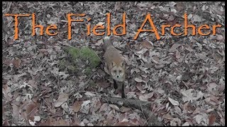 Crossbow Hunting Fox Hunt With The Scorpyd Aculeus Crossbow [upl. by Anilac625]