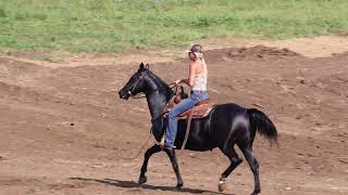 REGISTERED BLACK MORGAN MARE RIDES AND DRIVES SMART ATHLETIC AND FUN [upl. by Aicirt]