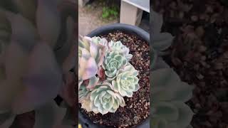 Beautiful Echeveria Lenore Dean variegata cluster succulentlife plants succulentobsession [upl. by Prochoras]